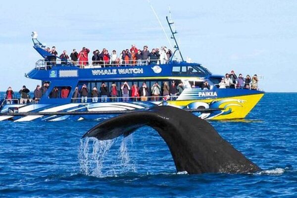 Dolphine and Whale Watching