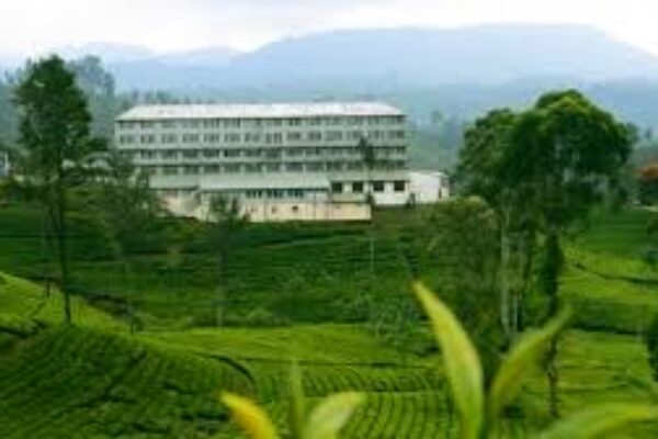 Tea Plantation and Factories