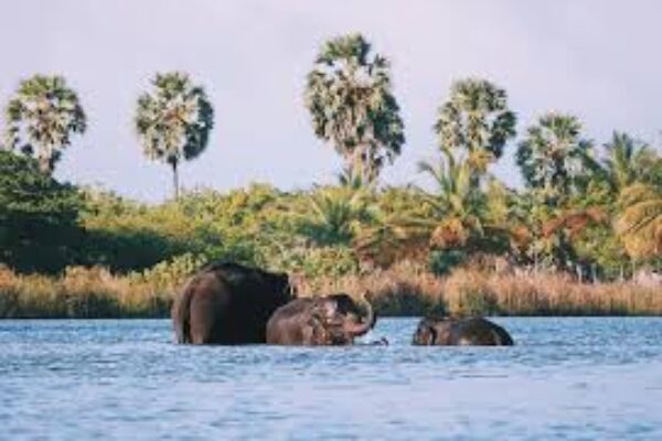 Lagoon Safari ( Pottuvil Lagoon )