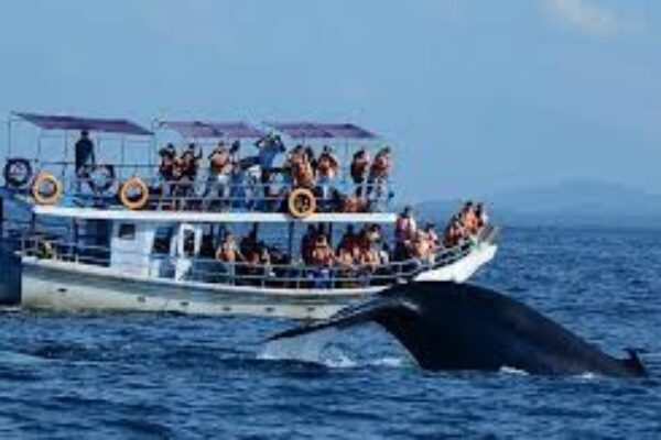 Whale and Dolphin Watching