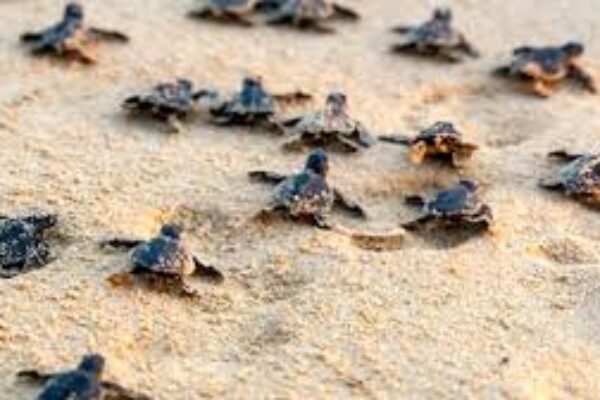 Sea Turtle Hatchery